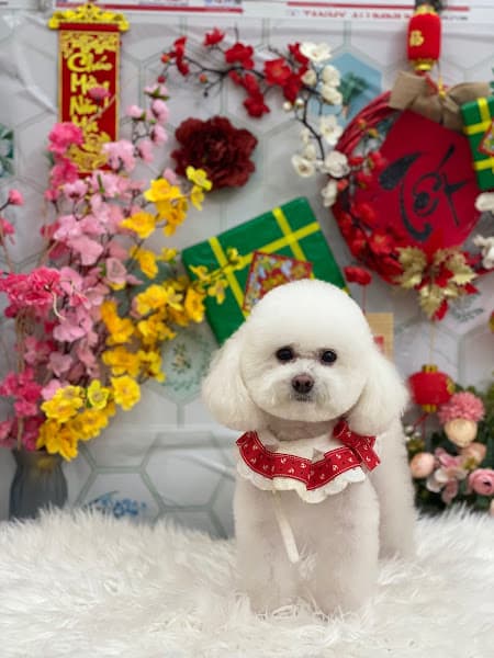 Hình ảnh Phòng khám thú y Huệ Pet - 3