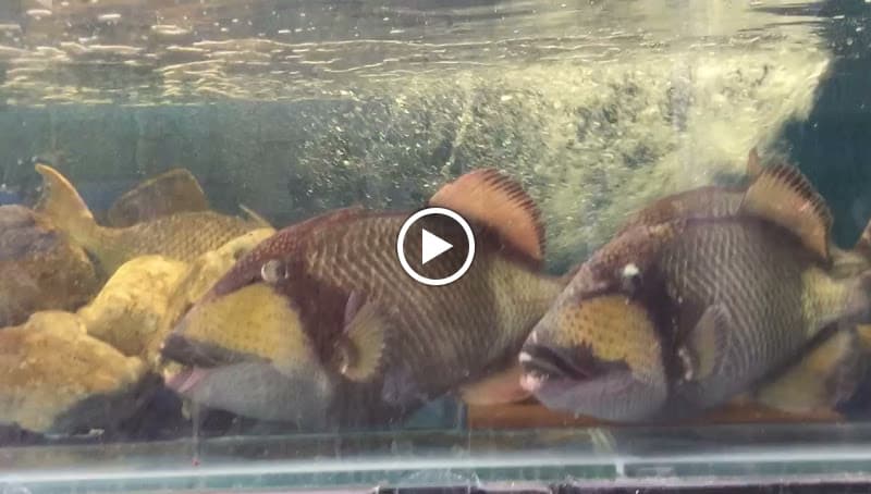 Hình ảnh Vựa Hải Sản Thịnh - 4