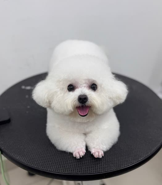 Hình ảnh Cún Ơi Spa & Pet Shop - 4