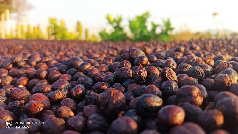 Hình ảnh DEN COFFEE - From Farm To Cup - 5