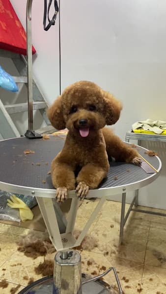 Hình ảnh Tiệm thú cưng Anh Huy Chó - 4