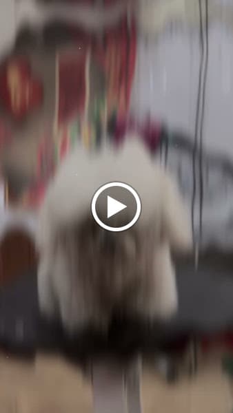 Hình ảnh Phòng Khám Thú Y Thanh Hiền Pet Care Cao Lãnh - 3