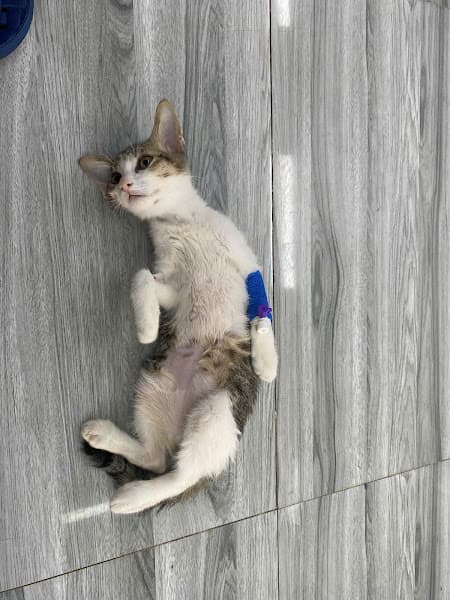 Hình ảnh Bệnh viện thú y Gia Kiệm - 5