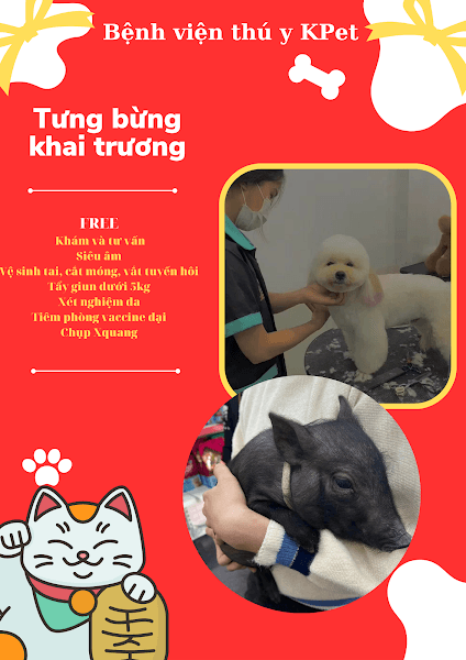 Hình ảnh Bệnh viện Thú y K-Pet - 10