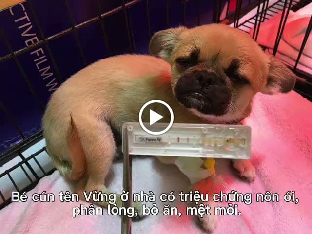 Hình ảnh Phòng Khám Thú Y Doraemonpet - 5