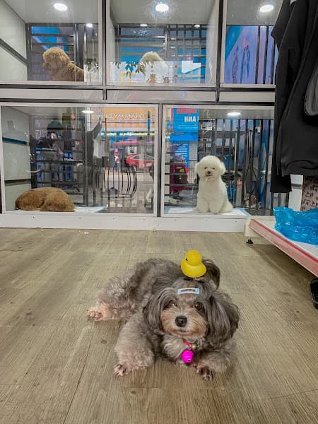 Hình ảnh PET HA TINH - Tiệm Spa thú cưng - 3