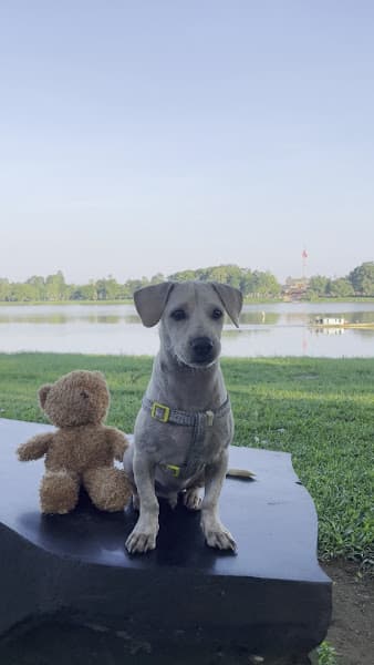 Hình ảnh Bệnh viện thú y WinPet Huế - 3