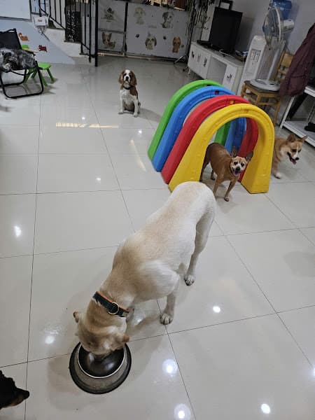 Hình ảnh Woof N' Whiskers Pet shop - Pet Kennel-free boarding & Spa - 5