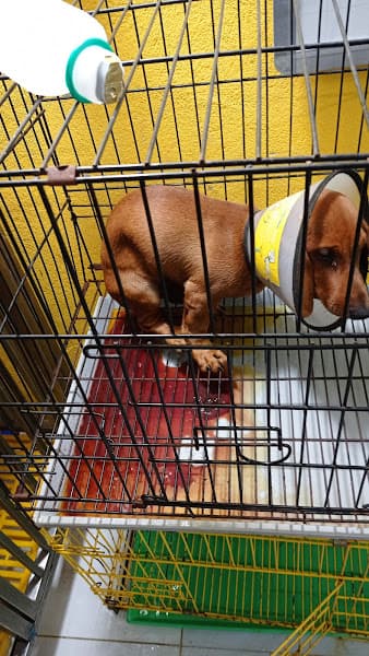 Hình ảnh PHÒNG KHÁM THÚ Y H-VET BUÔN HỒ - 3