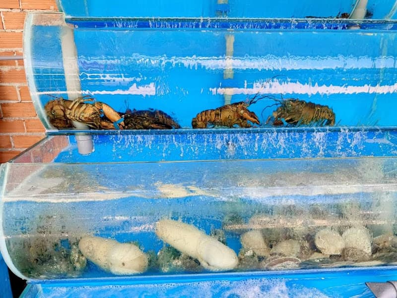 Hình ảnh BÒ TƠ THÀNH PHÔ - 3