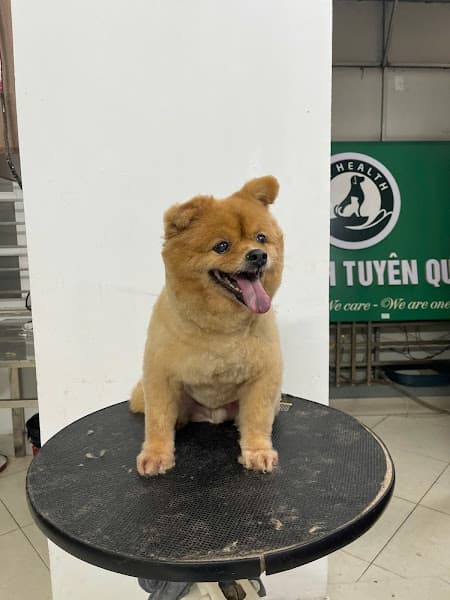 Hình ảnh Bệnh Viện Thú Y PetHealth Tuyên Quang - 2