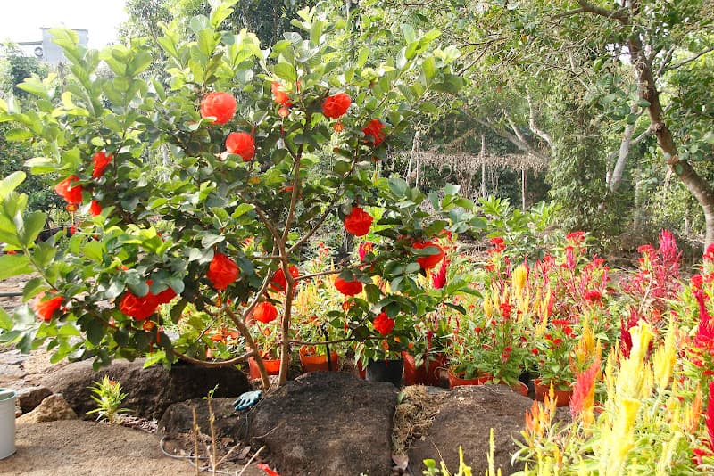 Hình ảnh Vườn Hồng Thanh Trà - 9