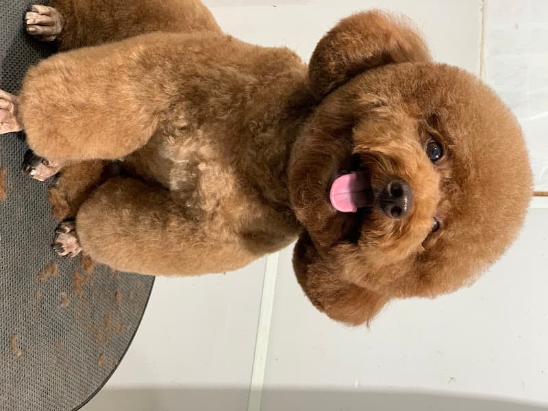 Ảnh bìa Gold Pet Lấp Vò