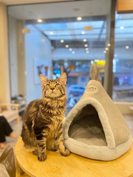 Hình ảnh TOJI PET SHOP Biên Hòa- SPA & HOTEL - 5