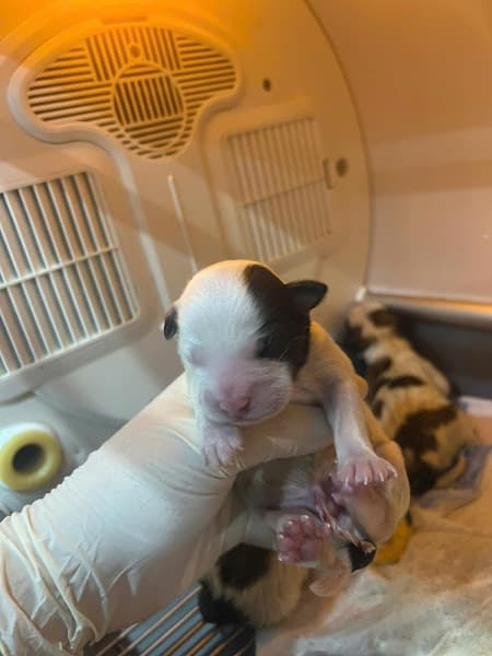 Hình ảnh Phòng Khám Thú Y Hiền Hòa - 3