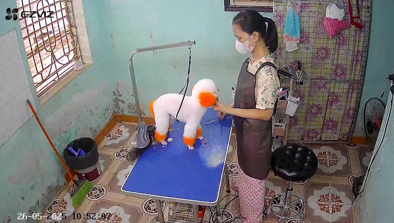 Hình ảnh Spa thú cưng Tuyên Quang - Tiệm cắt tỉa lông chó ( Phạm Nương) - 4