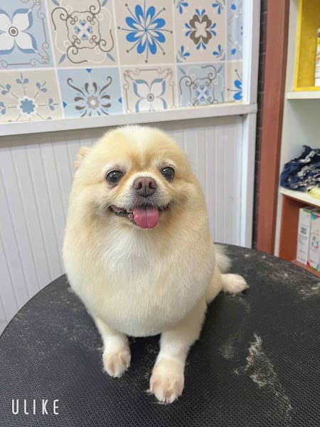 Pet Island- Pet-Spa-Grooming-thú cưng