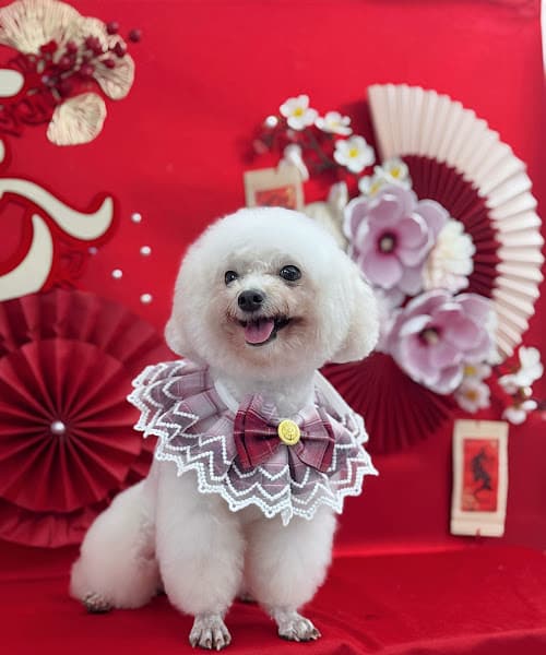 Hình ảnh LUCYPET - Petshop & Dịch vụ thú y Thái Nguyên - 3