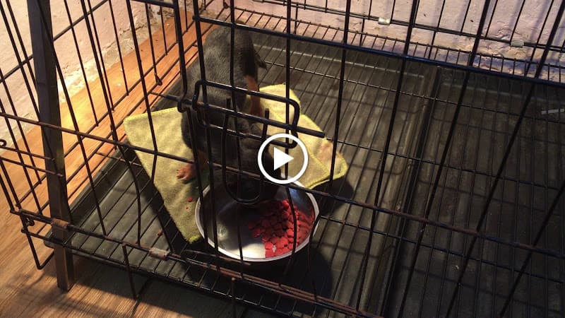 Hình ảnh Phòng Khám Thú Y Hue Vet - 4