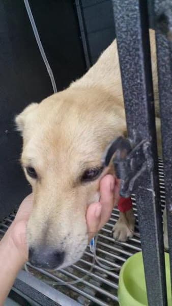 Hình ảnh Phòng Khám Thú Y Cala Pet - 3