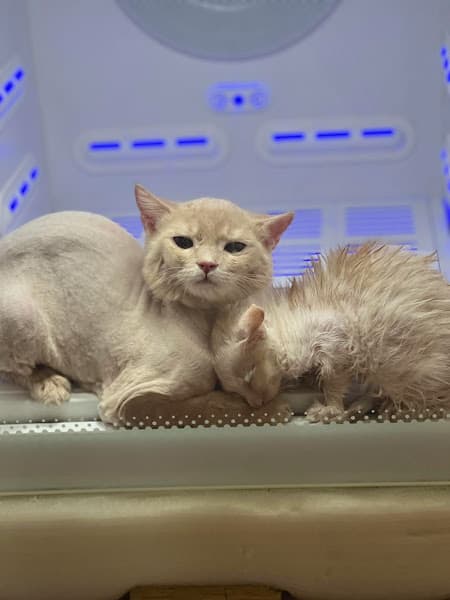 Hình ảnh Phòng Khám Thú Y Hin Pet- Thú Y Hưng Yên - 3