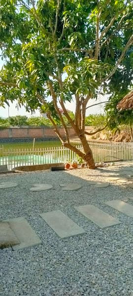 Hình ảnh Tiền Phong Pickleball - 2