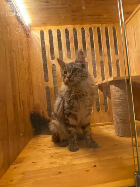 Hình ảnh Yuki Petshop - 5