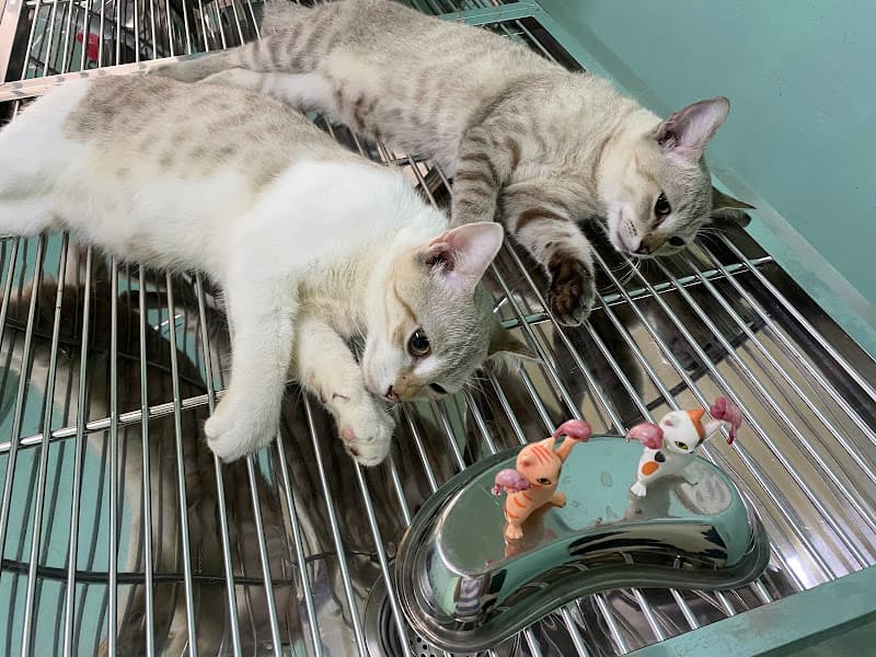 Hình ảnh PET HOUSE - PHÒNG KHÁM THÚ Y 24/7 - 5