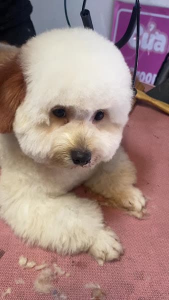 Hình ảnh Phòng khám thú Y Pet Hospital - 2