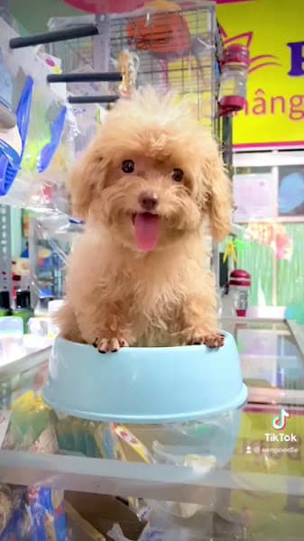 Hình ảnh Petsen Đồng Tháp (pet shop) - 2