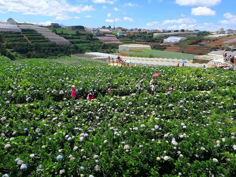 Hình ảnh Cánh đồng hoa Cẩm Tú Cầu - 3