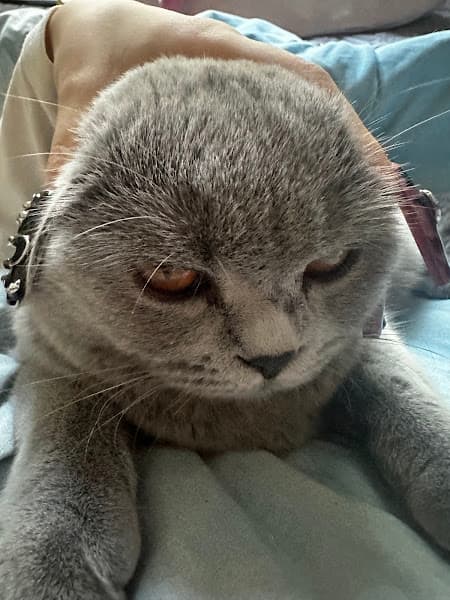 Hình ảnh Trại Nhân Giống Chó, Mèo Cảnh AZPET - 3