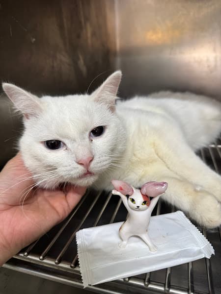 Hình ảnh THANH XUAN PET HOSPITAL - Bệnh viện thú cưng THANH XUÂN - 2