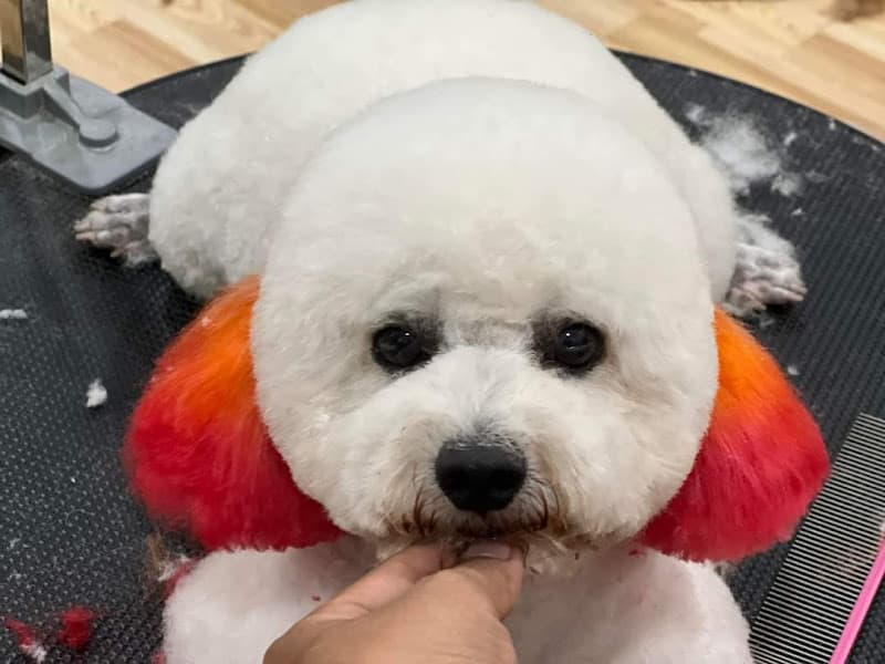 Hình ảnh Happy Pet's Shop - 5