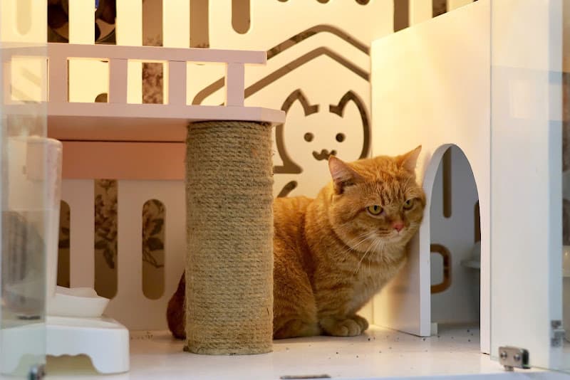 Hình ảnh DogParadise.vn CN Bình Hưng (dịch vụ cắt tỉa lông- lưu giữ thú cưng) - 3