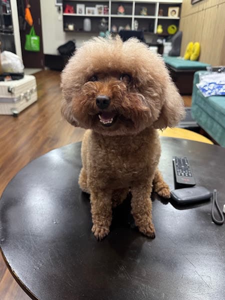 Hình ảnh ILU PET - Tiệm Thú Cưng, Spa & Khách Sạn Chó Mèo - 5