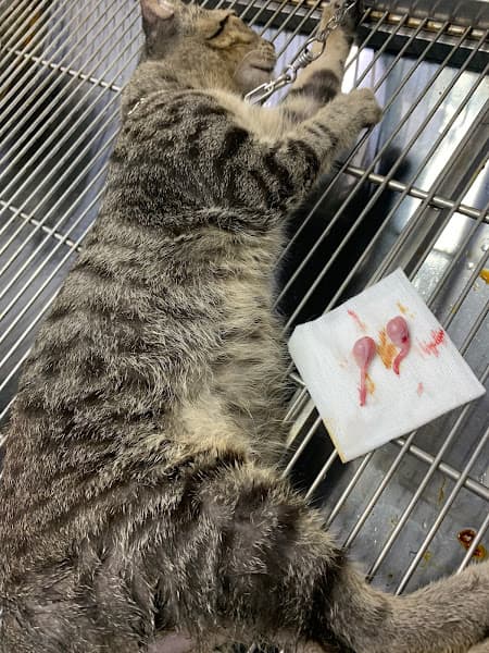 Hình ảnh Trung tâm Thú y LTVET (Pet Shop - Thú y) - 2