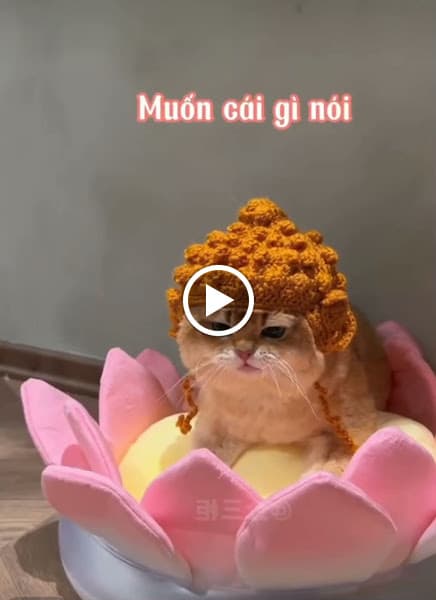 Hình ảnh Mew Mew Pet Shop & Pet Spa - 4