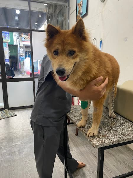 Hình ảnh Phòng Khám Thú Y Quảng Ngãi Zichi Pet - 2