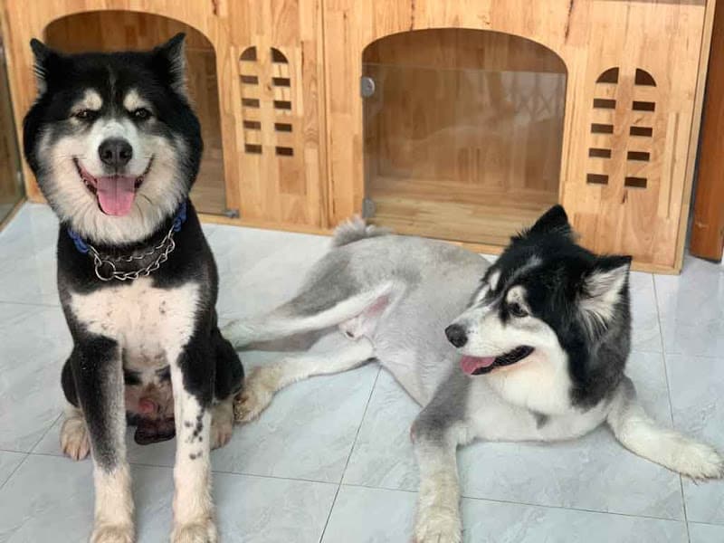 Hình ảnh Trông Giữ Chó Mèo HCM - 5