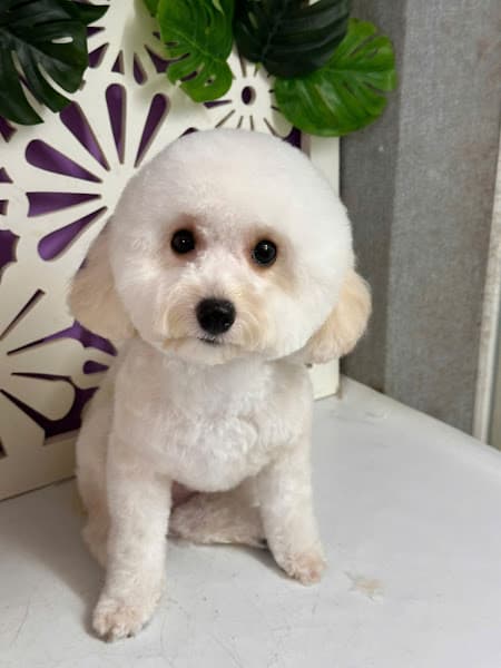 Hình ảnh Pet Nha Trang - 2