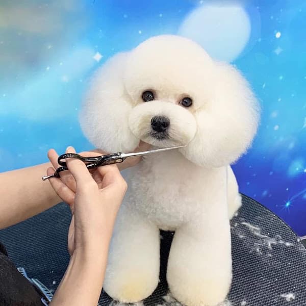 Hình ảnh LynLyn Pet - Cửa Hàng Thú Cưng - 4