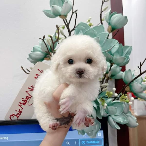 Moon pet ( mua bán chó mèo cảnh)