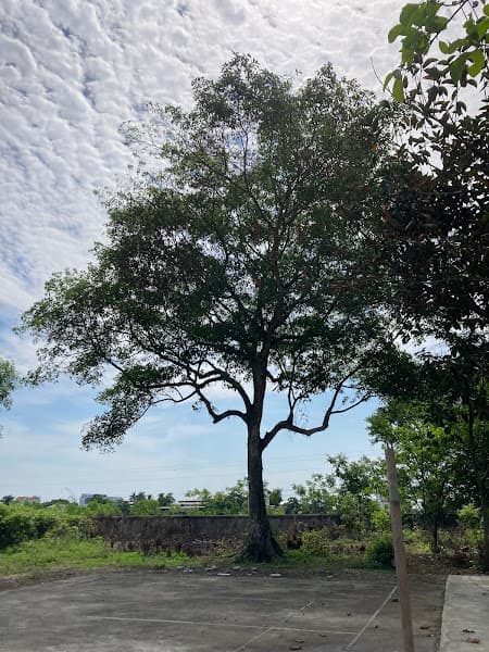 Hình ảnh Di Tích Lịch sử Quốc Gia Đền Thờ đốc tướng Đoàn Nhữ Hài - 3