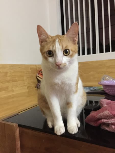 Hình ảnh Dịch vụ thú y Hope (688B Thiên Lôi) - 8