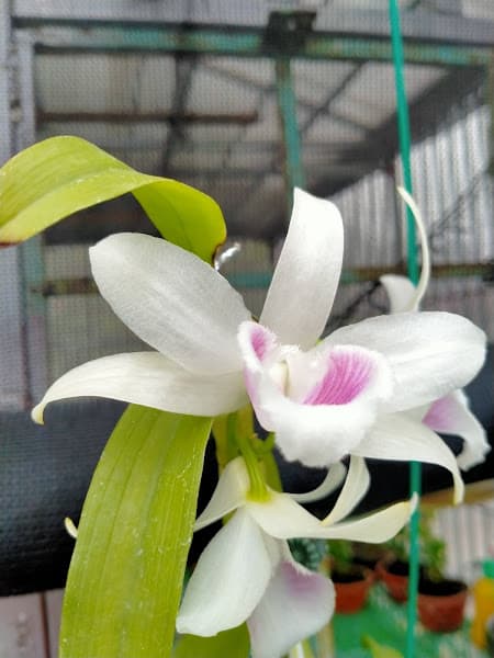 Hình ảnh Cafe karaoke Hoàng Hôn - 4