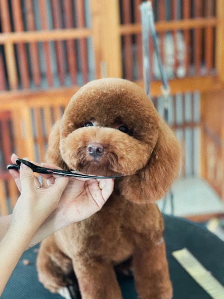 Hình ảnh Spa Hotel Thú Cưng-Pet Family Huế - 5