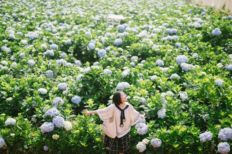 Hình ảnh Đồi Chè Cầu Đất - 2