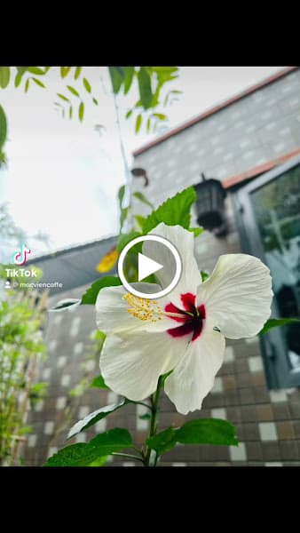 Hình ảnh Mộc Viên Coffee - 3