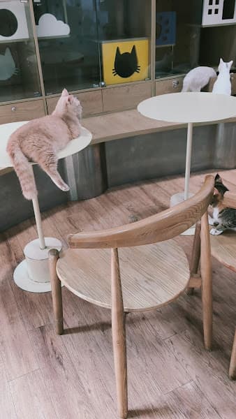 Hình ảnh Cela Paw Premium - chó cưng & mèo cưng - 3